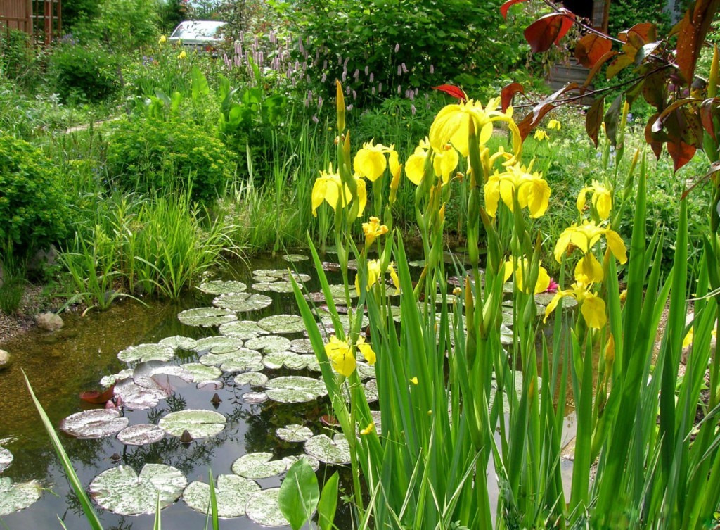 Желтые цветки на ирисе болотном в пруду