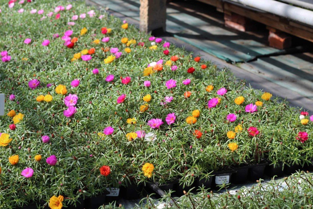 Садовая клумба с портулаком разнообразной расцветки