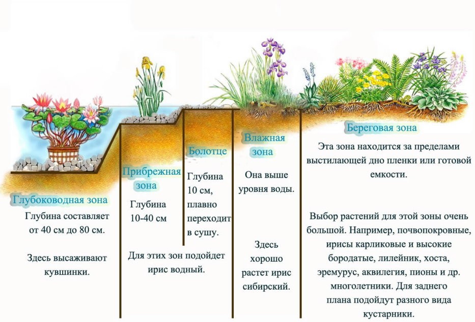 Схема посадки растений в садовом пруду