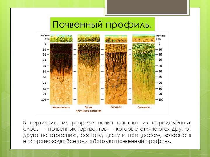 Через какое время почв. Почвенный срез схема. Слои почвенного профиля. Схема почвенного профиля. Три слоя почвенного профиля.