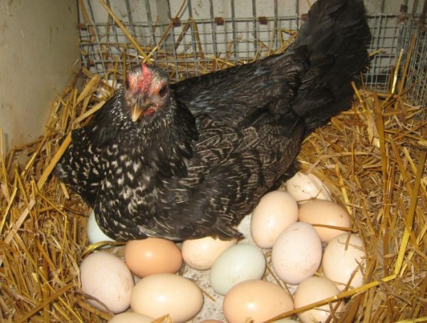Когда курица видит, что яйца убираются из гнезда, она начинает беспокоиться и искать место для безопасной кладки