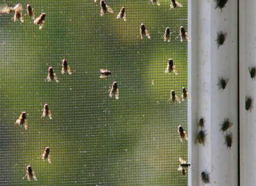 Народные средства от мух: как избавиться от мух в доме?