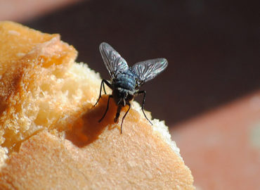 Народные средства от мух: как избавиться от них в своем доме?
