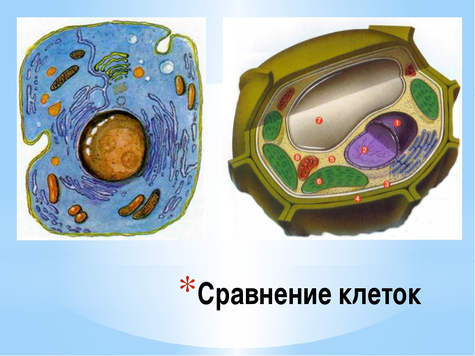 По каким признакам отличаются клетки. Сравнение клеток. Клетка по биологии. Клетка рисунок по биологии. Город клетка биология.