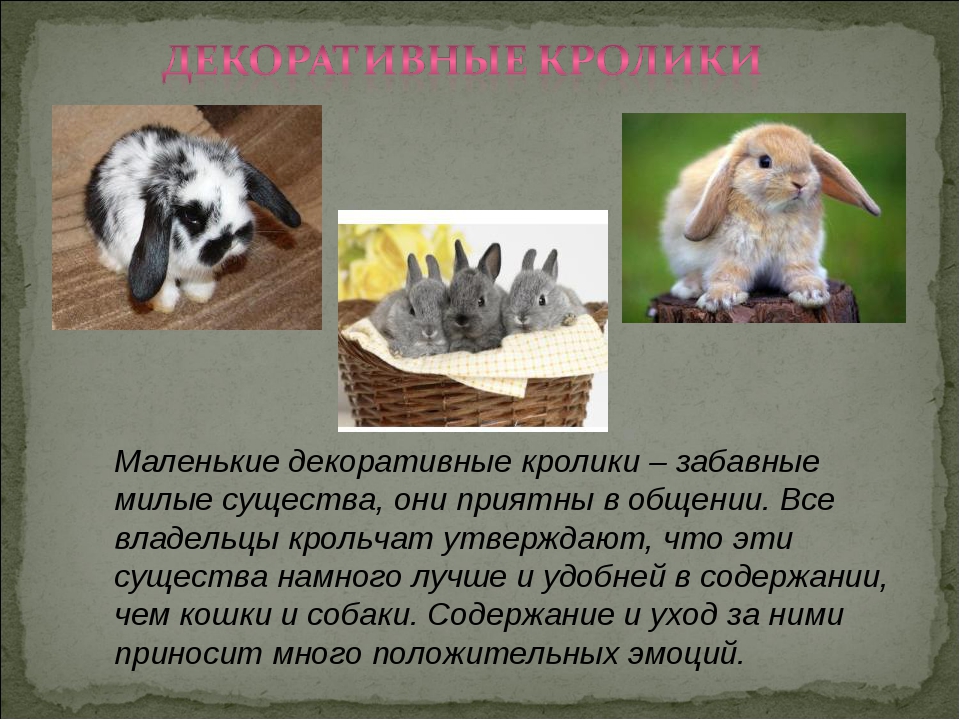 К каким животным относятся кролики. Декоративные кролики проект. Рассказать о кролике. Декоративные кролики презентация. Сообщение о кролике.