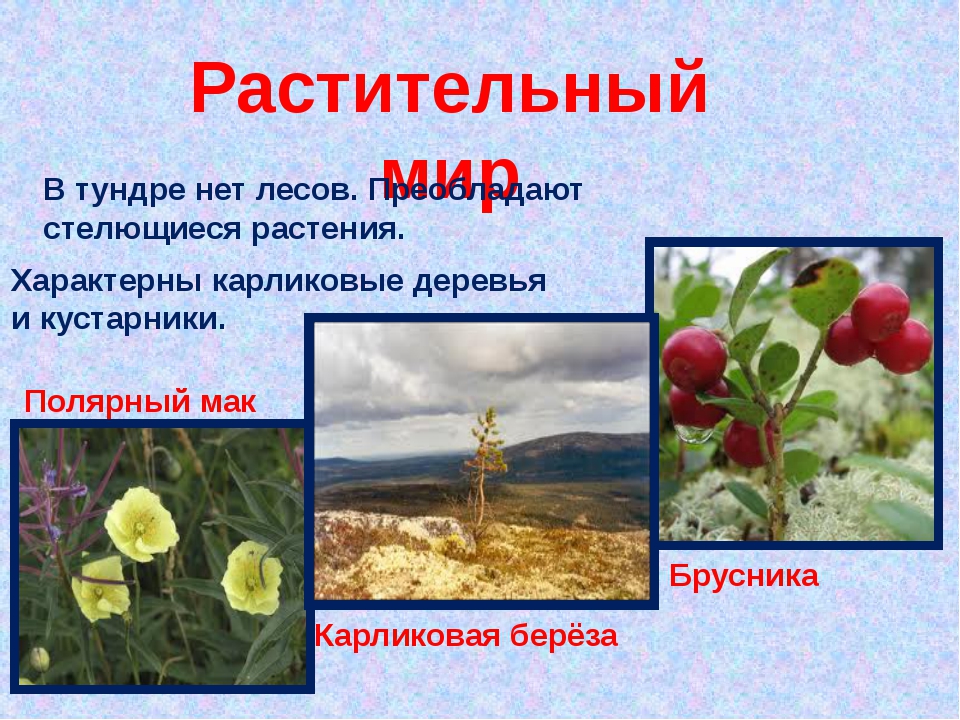 По каким причинам в тундре нет лесов. Растения холодного пояса. Растения характерные для тундры. Растения природных зон холодного пояса. Карликовые деревья в тундре.