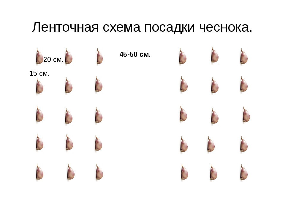 Схема посадки чеснока озимого в сибири