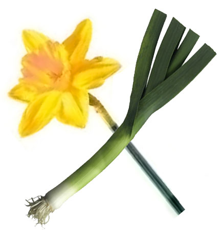 Daffodil symbol