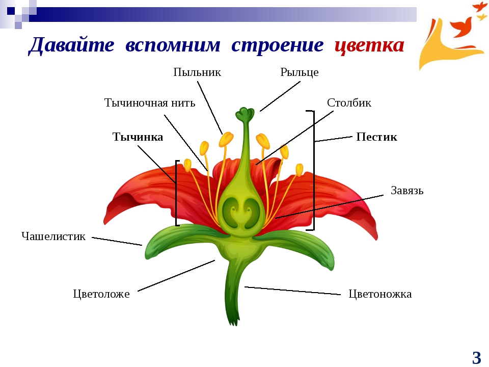 Какой тип питания характерен для тюльпана. Семейство Лилейные строение цветка и плода. Схема строения цветка семейства Лилейные. Семейство Лилейные строение цветка формула. Схема цветка лилейных растений.