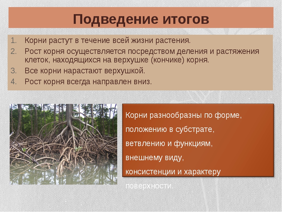 Корни растений тест. Рост корня. Рост корня растений. Корни растений в почве. Рост корня в длину.