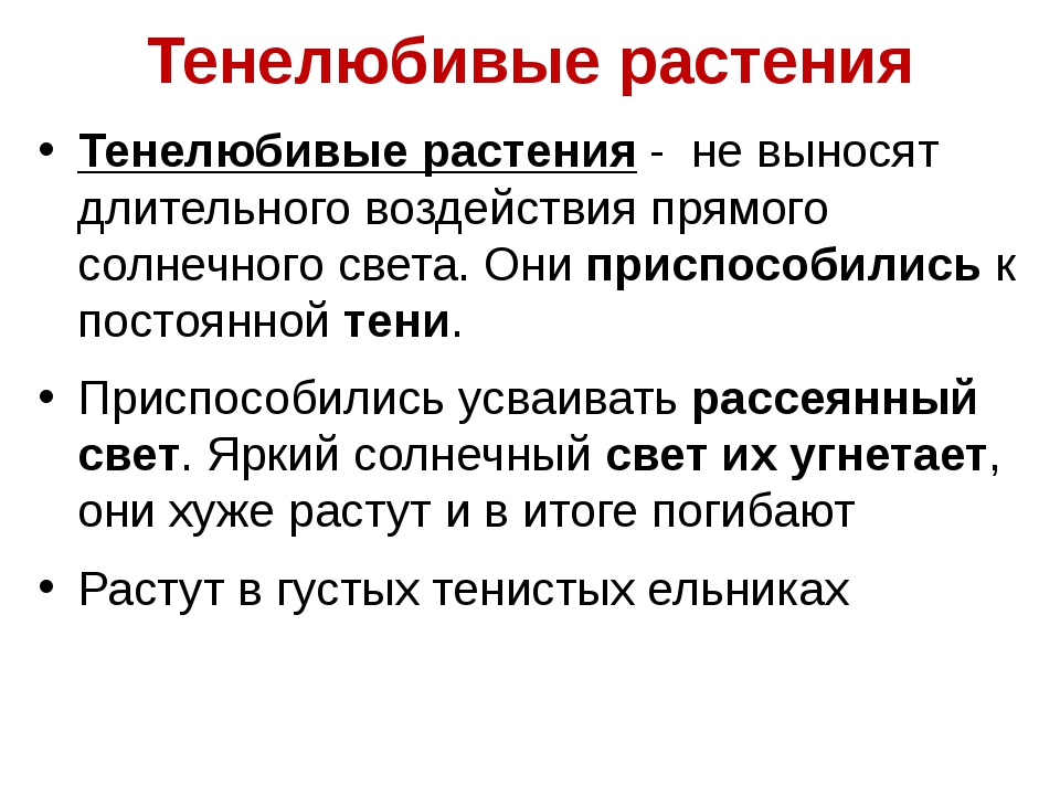 Особенности тенелюбивых растений. Адаптации тенелюбивых растений.