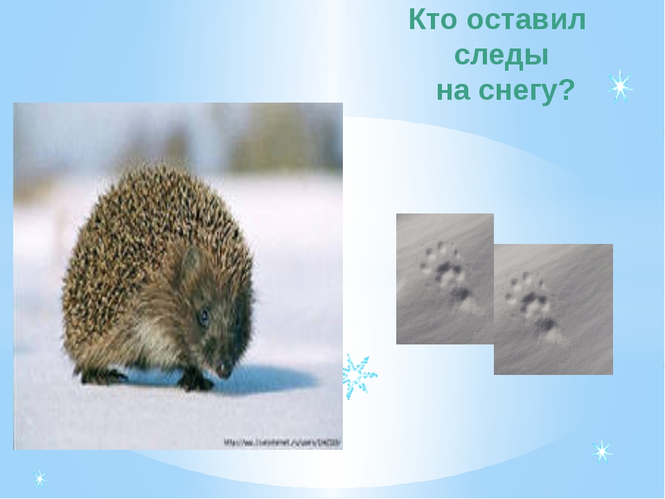 Следы остаются. Кто оставил след. Кто оставил след на снегу. Отгадай кто оставил следы на снегу. Игра кто оставил след на снегу Дикие животные.