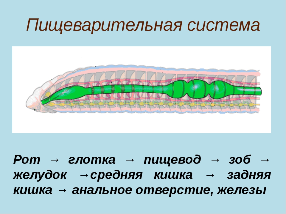 Пищеварительная система кольчатых червей. Пищеварительная система кольчатых червей 7 класс биология. Пищеварительная система кольчатых червей многощетинковые. Органы пищеварительной системы кольчатых червей. Пищеварительная система кольчатых червей 7 класс.