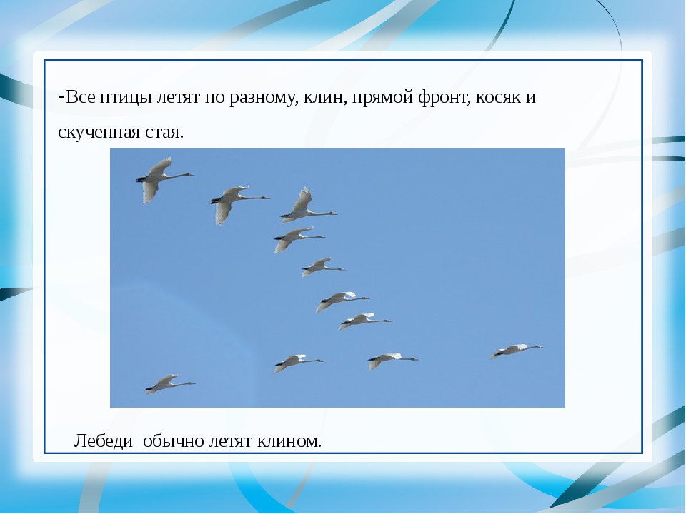 Все характеристики предложения как высоко летят птицы. Клин улетающих птиц. Стая Клин косяк птиц. Птицы улетают косяком. Почему птицы летают клином.