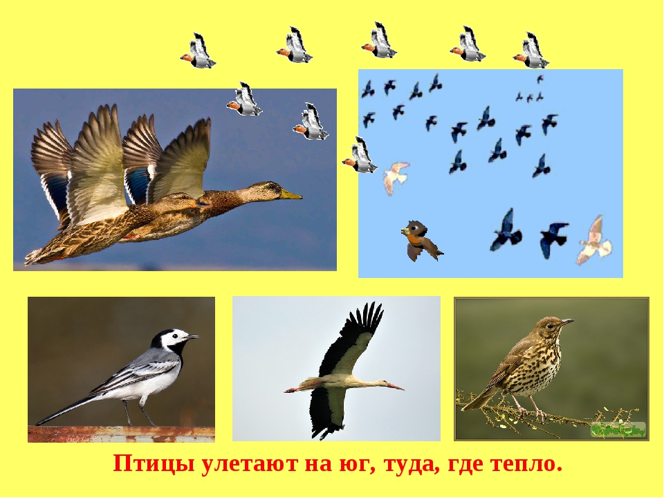 Осенью улетают на юг. Птицы которые улетают на Юг. Улетают в теплые края. Птицы которые улетают на Юг осенью. Какие птицы улетают в теплые края.