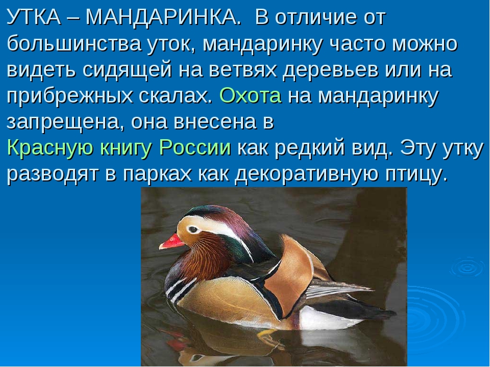 Описание утки. Сообщение о утки мандаринки. Сообщение про утку мандаринку для 4 класса. Китайская утка Мандаринка информация. Информация о утке мандаринке кратко 3 класс.