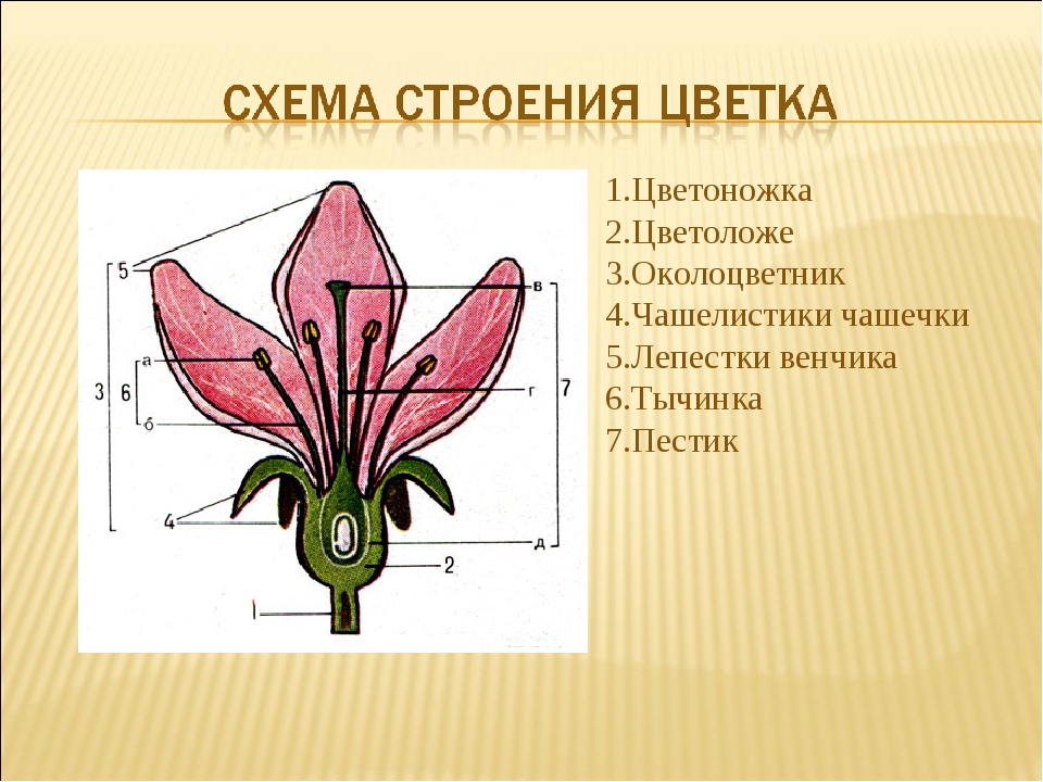 Цветок состоит из околоцветника тычинок. Чашелистики пестик тычинки венчик. Строение цветка цветоложе цветоножка. Цветок цветоложе околоцветник. Цветоложе гинецей.