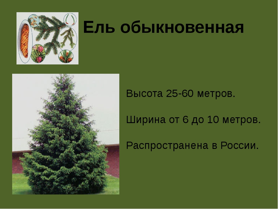 Ель высота. Ель обыкновенная диаметр кроны. Ель Размеры. Высота ели. Ель обыкновенная высота.