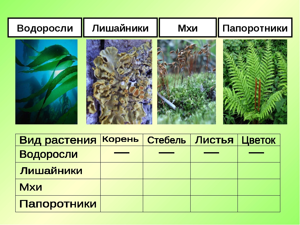 Три примера группы растений водоросли. Таблица мхи лишайники папоротники. Биология 5 класс мхи, папоротники, хвощи, лишайники. Папоротники представители таблица. Высшие споровые растения мхи. Папоротники.