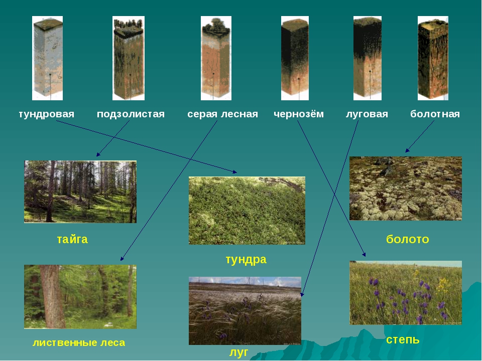 Типы почв тайга и степь. Типы почв. Название типа почв. Различные типы почв. Подзолистый Тип почвы.
