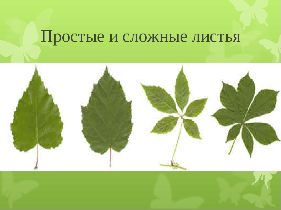 Листа несколько. Сложные листья. Лист простой и сложный рисунок. Простые листья. Простые листья и сложные листья.