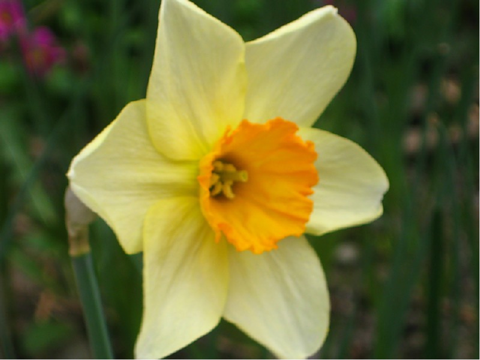 Daffodil symbol