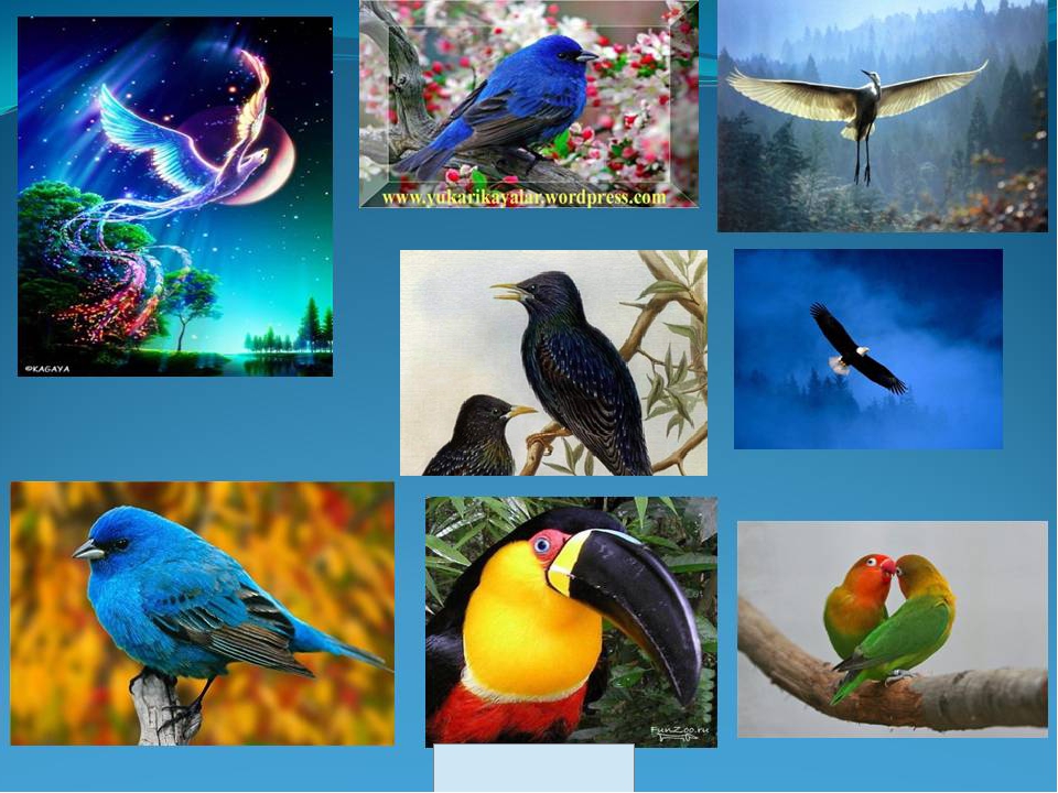 Сколько птиц в мире. Птицы слайд. Необычные птицы. Мир птиц. Разные виды птиц.