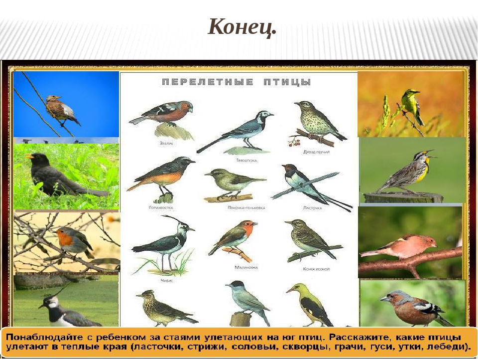 Перелетные птицы фото с названиями. Водоплавающие перелетные птицы средней полосы России. Название всех перелетных птиц. Перелетные птицы которые улетают в теплые края. Название птиц которые улетают на Юг.