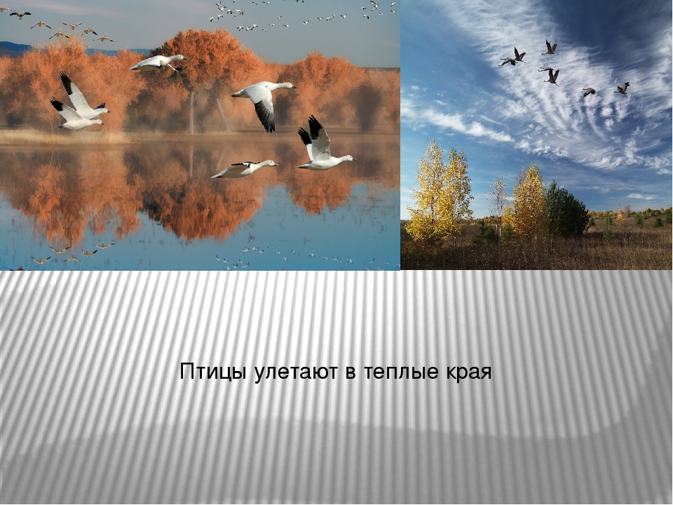 Осенью улетают на юг. Птицы улетают в теплые края. Птицы уоетающие в тёплые края. Перелетные птицы улетают в теплые края. Улитаютпцицывтеплыекрая.