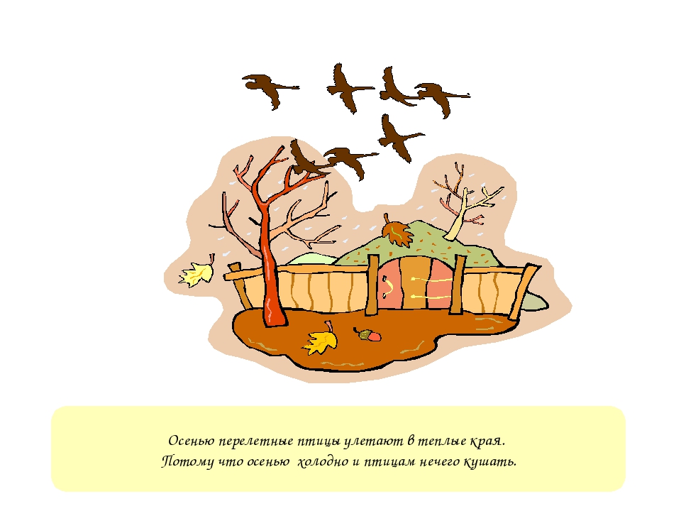 Куда улетают. Куда улетают птицы осенью. Птицы улетают в теплые края рисунок. Куда осенью улетают птицы для дошкольников. Куда улетают перелетные птицы осенью.