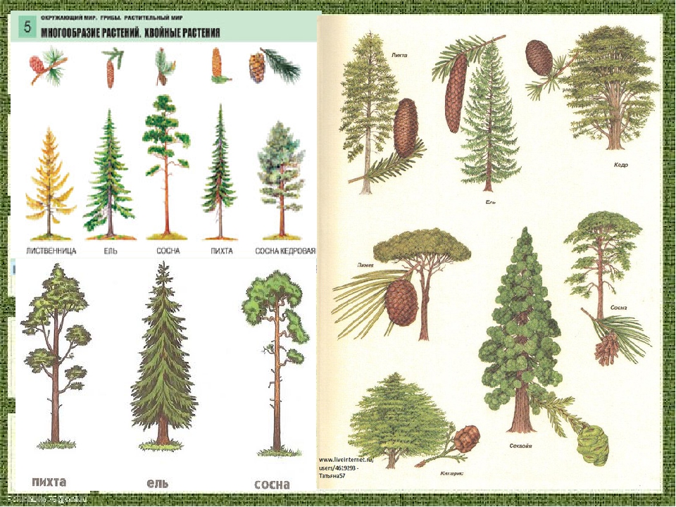 Хвойные деревья названия с картинками