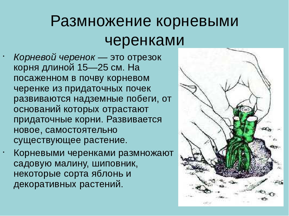 Размножение черенками рисунок. Размножение корневыми черенками. Размножение черенками 1.корневыми. Вегетативное размножение корневыми черенками. Вегетативное размножение корневыми черенками примеры.