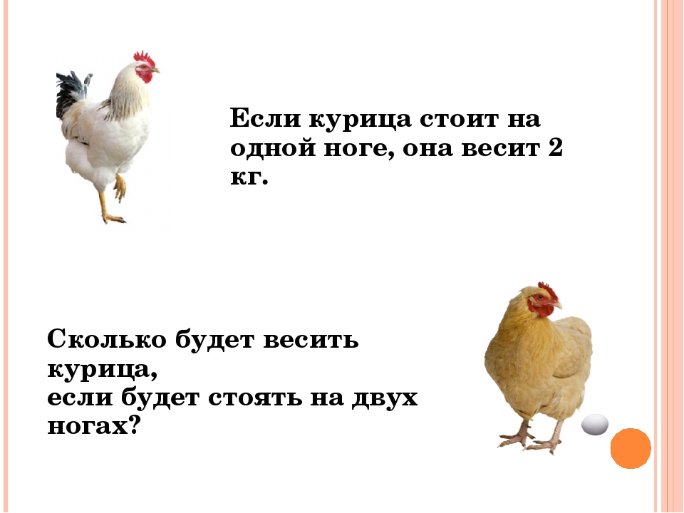Загадка про кур. Сколько весит куритсаа. Сколько весит курица. Курица на одной ноге.