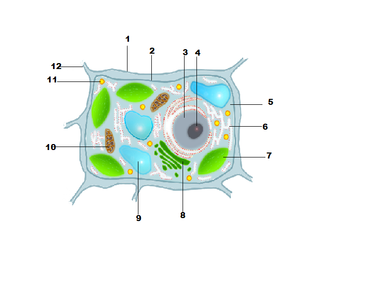 Рисунок растительной клетки 6 класс биология впр. Органоиды растительной клетки рисунок. Растительная клетка рисунок с подписями органоидов. Рисунок растительной клетки с обозначениями органоидов. Части органоиды растительной клетки.