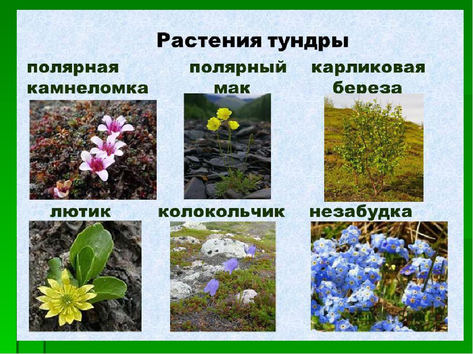 Растения встречаются в тундре