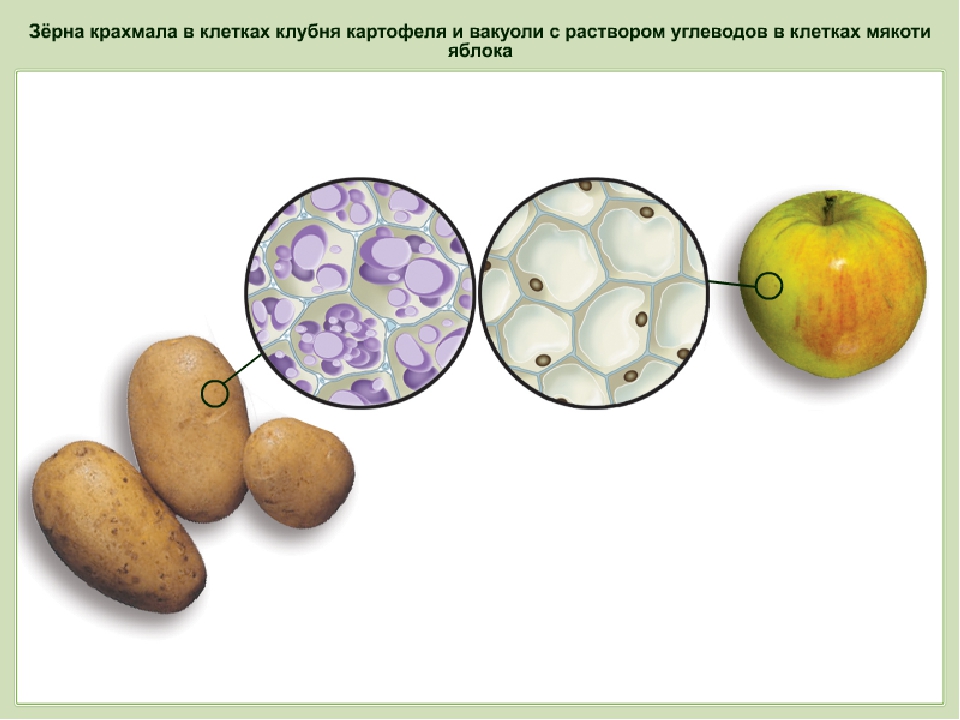 Запасные питательные вещества. Клетка запасающей ткани клубня картофеля. Запасающие ткани в клубне картофеля. Запасающая ткань растений. Строение крахмальных зерен картофеля.