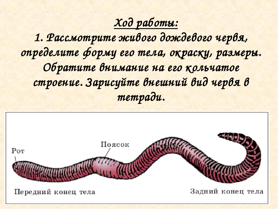 Тело червей разделено на. Части внешнего строения дождевого червя. Кольчатые черви отделы тела. Внешнее строение тела дождевого червя. Внешний вид дождевого червя и основные части его тела.