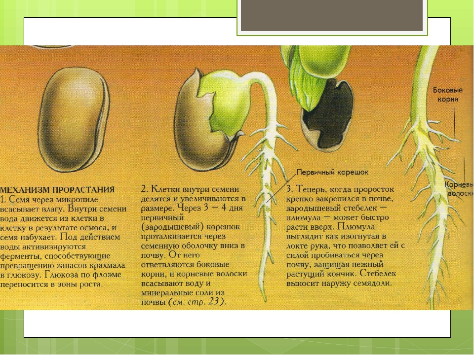 Формирование семени. Строение корня проростка тыквы. Корневая система фасоль биология 6 класс. Строение корня проростка фасоли. Зародышевый корешок у фасоли.