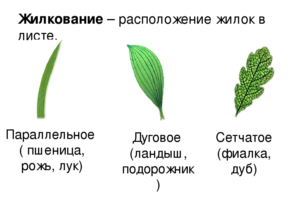 Сетчатый тип жилкования. Жилкование листьев 6 класс биология. Жилкование листьев бывает. Дуговое жилкование листьев. Расположение жилкование листа.