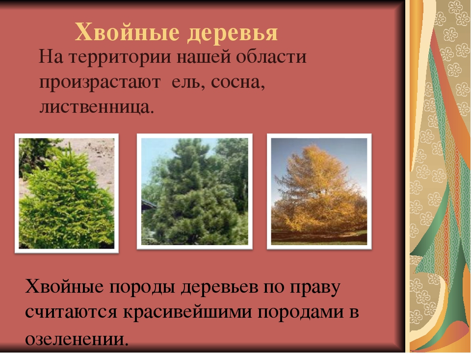 Хвойные деревья подмосковья фото и названия