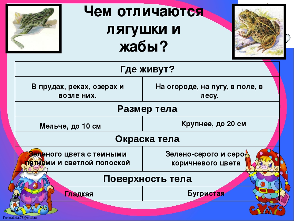 Сходство лягушки и жабы 2. Различия лягушки и Жабы 2 класс окружающий мир. Сходство и различие лягушек от жаб. Сходство и различие лягушки и Жабы 2 класс окружающий мир. Чемоличается лягушка от Жабы.