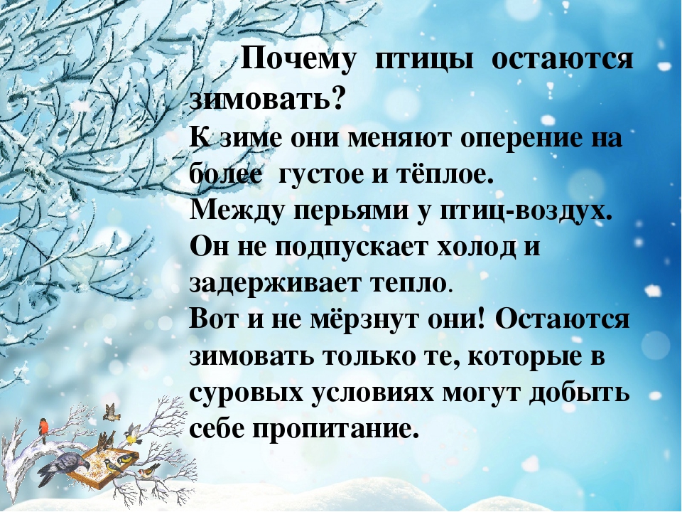 Зачем останьтесь. Почему птицы остаются зимовать. Почему зимующие птицы остаются зимовать. Почему птицы зимуют. Почему зимующие птицы не улетают.