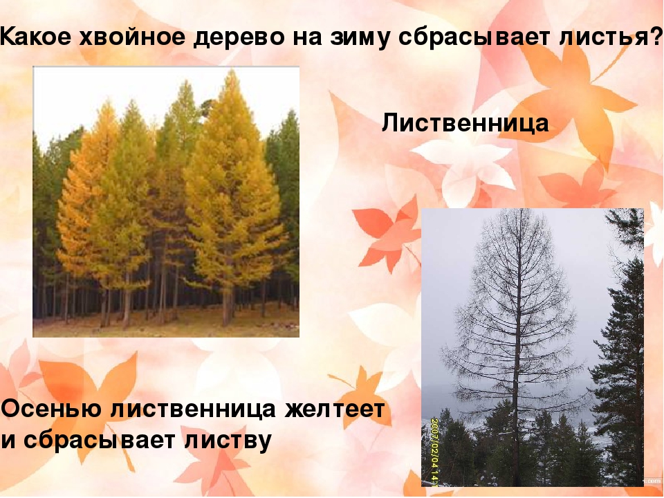 Растений осенью опадают листья. Деревья которые сбрасывают листву. Какие деревья сбрасывают листья. Лиственница сбрасывает листву на зиму. Деревья которые не сбрасывают листья зимой.