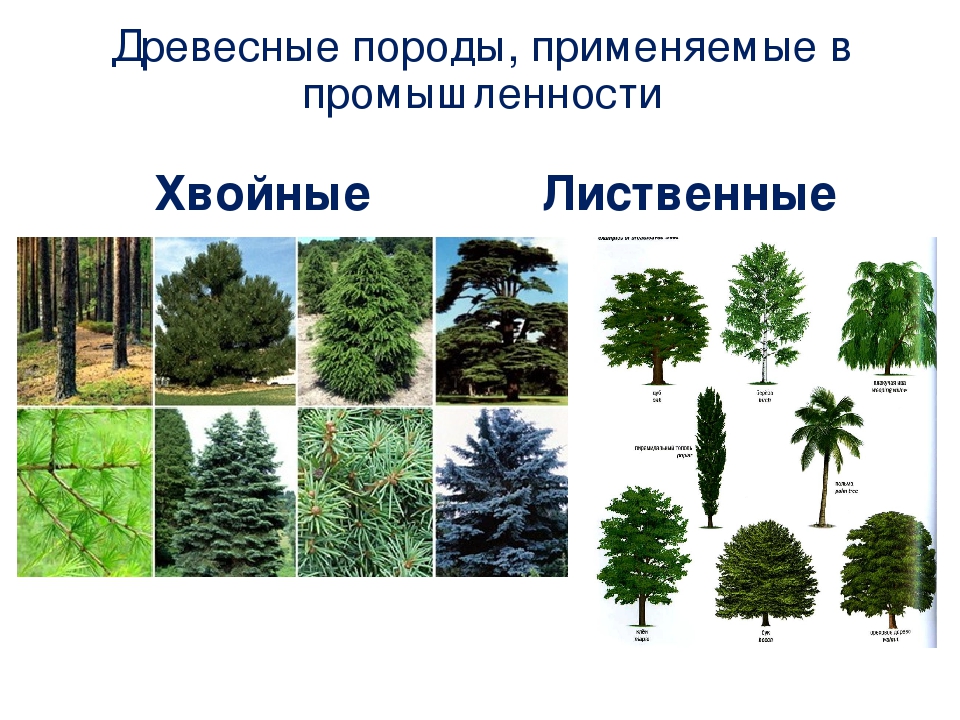 Породы деревьев в лиственных лесах