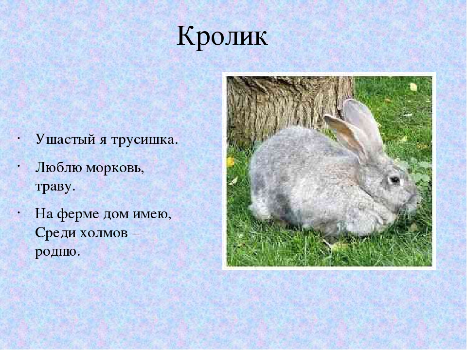 Проект о кролике