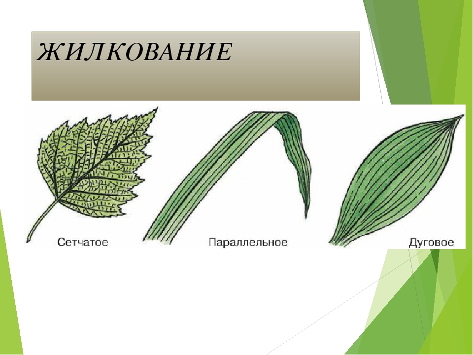 Сетчатое жилкование характерно для растений. Типы жилкования листьев 6 класс биология. Малина Тип жилкования листа. Жилкование листа. Какое жилкование листьев.