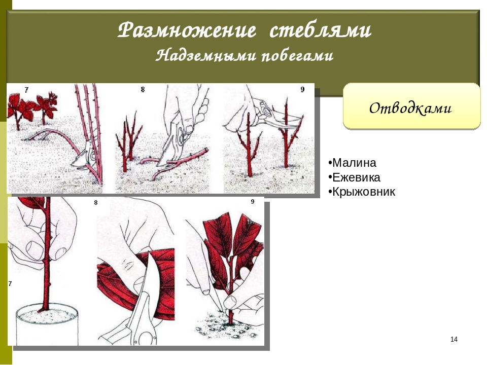 Способы размножения надземными побегами