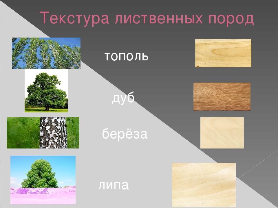 Древесные породы. Лиственные породы древесины. Текстура лиственных пород древесины. Лиственные древесные породы. Лиственные породы древесины дуб.