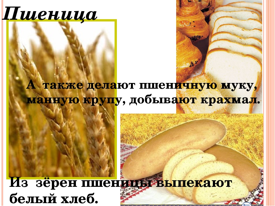 Пшеничная из чего делают. Что изготавливают из пшеницы. Пшеница что делают из пшеницы. Хлеб делают из пшеницы. Продукты получаемые из пшеницы.