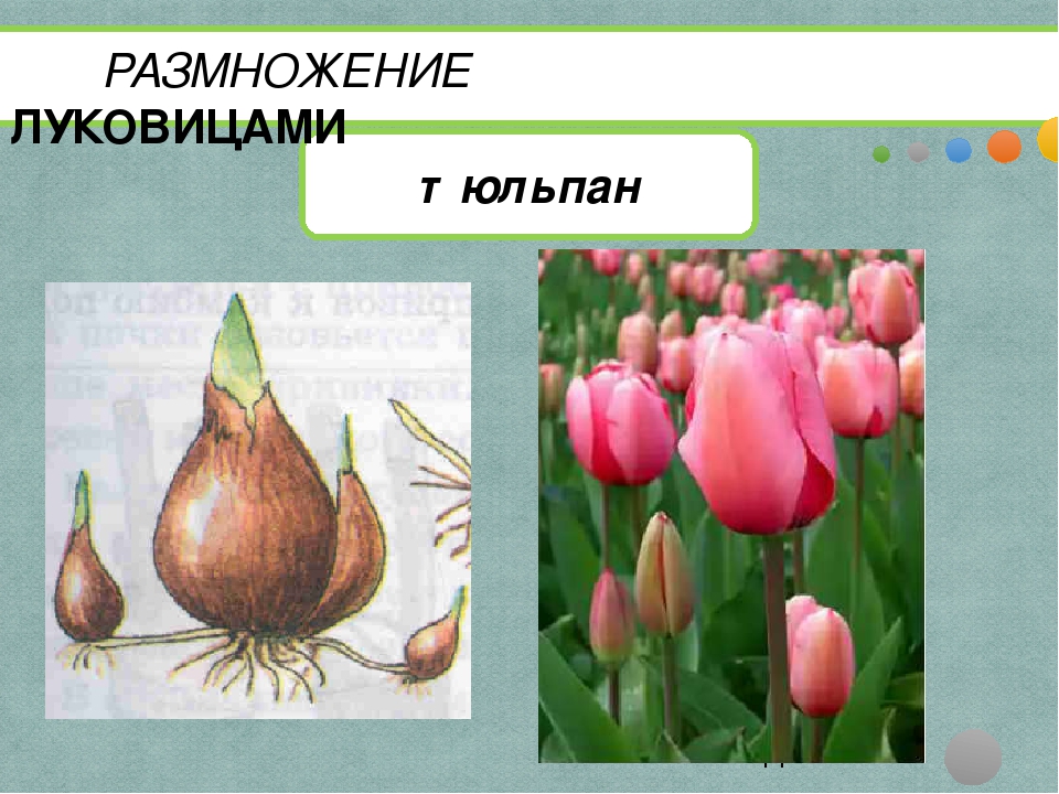 Тюльпан вегетативный
